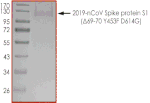 Product Element Image